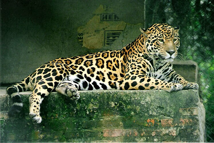 Ягуар (Panthera onca)