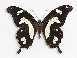 Papilio hesperus