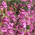 Flowers of Penstemon parryi