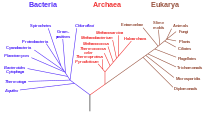 Voorbeeld van een fylogenetische stamboom die een overzicht geeft van de verwantschap tussen alle biologische rijken