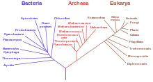 עץ פילוגנטי מבוסס על נתוני RNA ובו נראית ההפרדה בין חיידקים, חיידקים קדומים ואיקריוטיים