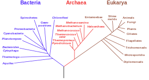 A phylogenetic tree based on ribosomal RNA genes implies a single origin for all life. Phylogenetic tree.svg