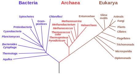 image of phylogenetic tree of life