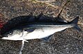 Pollachius virens pescado em Tromsø, Noruega