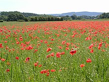 A field of poppies