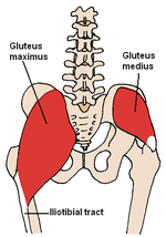Miniatuur voor Musculus gluteus medius
