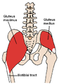 Musculus (sinistre) inter os ilium, fasciam thoracolumbalem, os sacrum, ossis coccygis (origines) et tuberositatem glutaeam (ossis femoris), tractum iliotibialem (insertiones) extenditur.