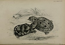 Die schwarz-weiße Zeichnung zeigt zwei junge Schildkröten nahe beieinander. Die rechte hat einen großen Kopf mit großen Augen und einer kleinen, relativ spitzen Schnauze. Ihr flacher Rückenpanzer zeigt vier schwarze Augenflecken mit dünnen weißen Rändern, umgeben von einer verschwommenen Marmorierung, die bis zum Rand des Panzers reicht.