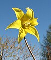 Erythronium americanum