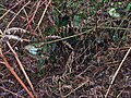 Un puits en pierre de l'Age du Fer au sud d'un Hillfort.