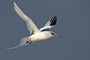 طائر استوائي نادر أحمر المنقار (Phaethon aethereus subsp. indicus) موجود في جزر صغيرة في لاكشدويب