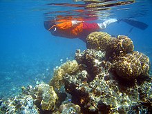 Snorkelling In Kapalai