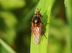 Ängsnäbbfluga (R. campestris) hona