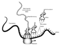 Vorstellungen der mRNA