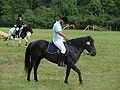 Гуцульський кінь вороної масті