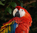 Guacamayo.