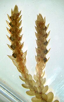 Selaginella strobilus wm.jpg