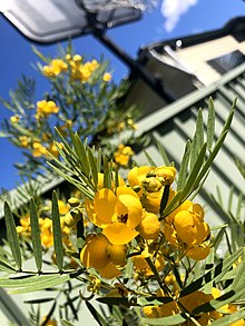 Senna odorata Senna odorata.jpg