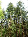 58jährige Gehölzgruppe von Sequoia sempervirens im Farmgelände (2010)