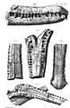 1868年に描かれた R. crassidens の標本スケッチ（上および中央）。Sewalik Hills から産出した他のワニ化石と比較されている。