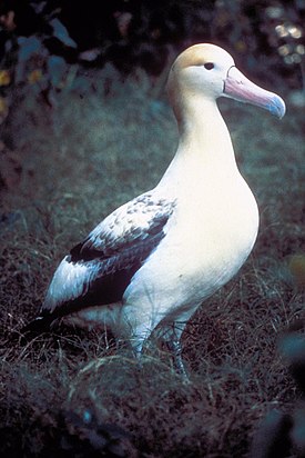 http://upload.wikimedia.org/wikipedia/commons/thumb/7/70/Short_tailed_albatross.jpg/275px-Short_tailed_albatross.jpg