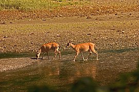 Cerfs de Sitka à l'Indian River.