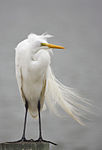 snowy egret