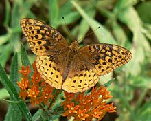 Speyeria cybele Great Spangled Fritillary 8.9.2008.jpg