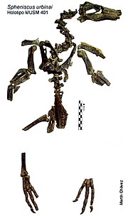 Miniatura para Spheniscus urbinai