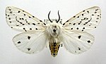 Spilosoma lubricipeda – Specimen