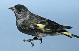 Spinus-Carduelis atriceps male.jpg