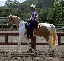 Spotted Saddle Horse1.jpg