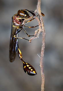 Stenogastrinae, P.mellyi author David Baracchi.jpg