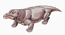 Struthiocephalus DB.jpg