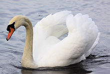 The swan is often referenced in literature as an example of a "graceful" animal. Swan - Harrold Country Park October 2009 (4061559567).jpg