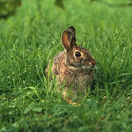 Eastern Cottontail