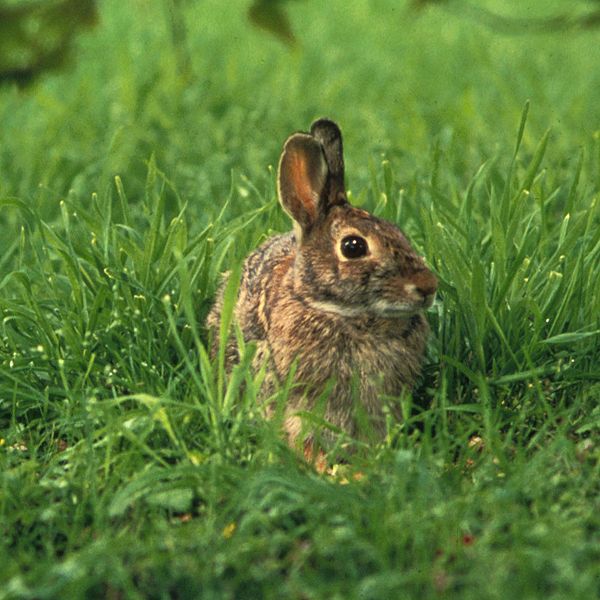 600px Sylvilagus floridanus