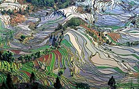 Rizières en terrasse dans le Yunnan, en Chine