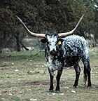 Тексас Longhorn Steer Rocksprings.jpg