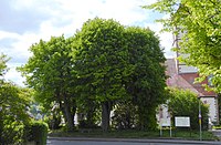 Linden am Thie in Nikolausberg