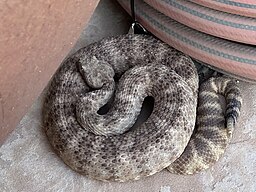 Tiger Rattlesnake, Mummy Mountain, Paradise Valley, Arizona