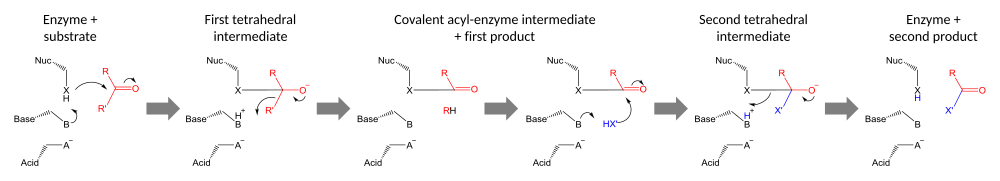 Mecanismo de reacción xeral de catálise por unha tríade catalítica (en negro): substitución nuclofílica nun substrato carbonilo (en vermello) por un segundo substrato (en azul). Primeiro, o nucleófilo do encima (X) ataca o carbonilo para formar un intermediario acil-encima ligado. Este intermediario é despois atacado polo segundo nucleófilo do substrato (X'). Se o segundo nucleófilo é o hidroxilo da auga, o resultado é a hidrólise, se non é así, o resultado é a transferencia de grupo de X'.