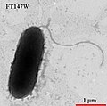 Miniatura para Undibacterium rivi