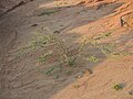 Vachellia tortuosa