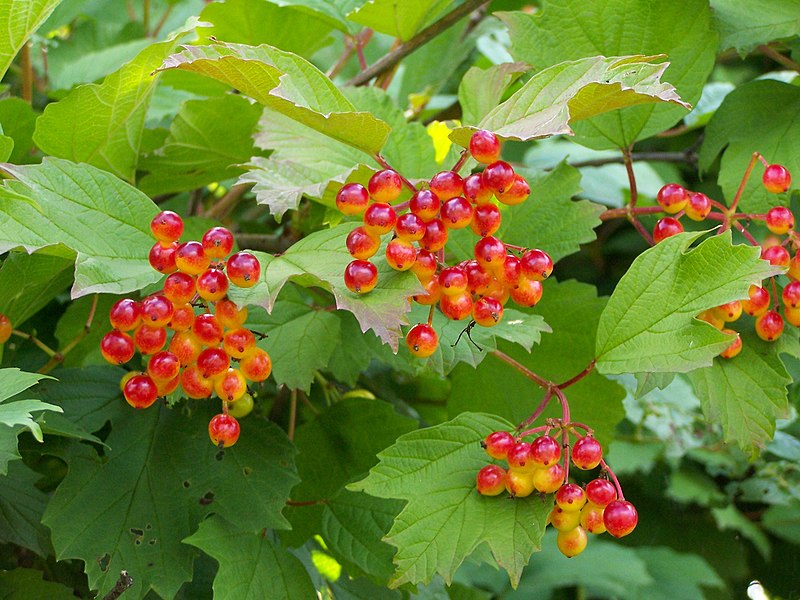 File:Viburnum 01.JPG