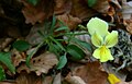 Viola aethnensis subsp. messanensis