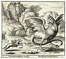 «Basilisken og måren», fabelillustrasjon av den bøhmiske grafikeren Wenzel Hollar (1607–1677). Forestillingen om at det bare er måren som kan overvinne basilisken, kan være inspirert av at lynraske mungoer kan drepe kongekobraer.