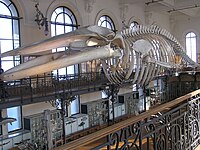 An 18.8 m (62 ft) fin whale skeleton at the Oceanographic Museum in Monaco