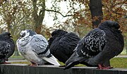 Feral Rock Pigeons commonly show a very wide range of plumage variation