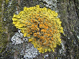 Sieninė geltonkerpė (Xanthoria parietina)